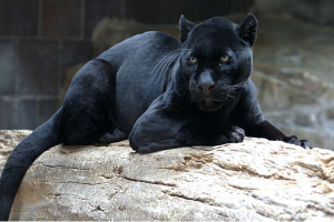 世界十大少见黑色动物，美洲狮上榜，第六是一种玩具