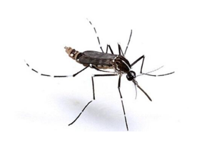 世界上最毒的蚊子前十名：白纹伊蚊上榜，第五是登革