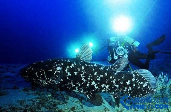 世界上最古老的动物之腔棘鱼