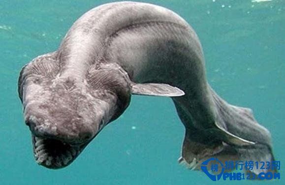 世界上最古老的动物之皱鳃鲨