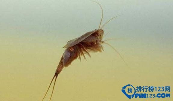世界上最古老的动物之蝌蚪虾。 