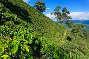 世界著名十大咖啡产地，哥伦比亚上榜，第四因瑰夏而