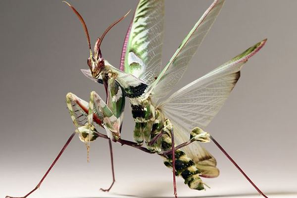 最恶心的十大昆虫：第一名密集恐惧症患者看了直接自闭