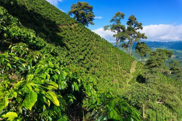 世界著名十大咖啡产地排行榜，巴西上榜，多种名贵咖啡都产于此