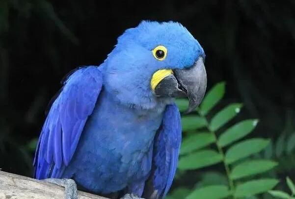 全球十大蓝色的鸟排行榜，第九名长的有点非主流