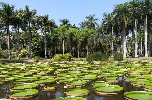 西双版纳十大旅游景点排名， 西双版纳热带植物园第一，曼听公园上榜