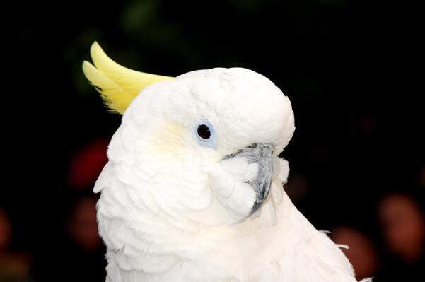 全球十大白色的鸟排名，天鹅上榜,白凤头鹦鹉第一