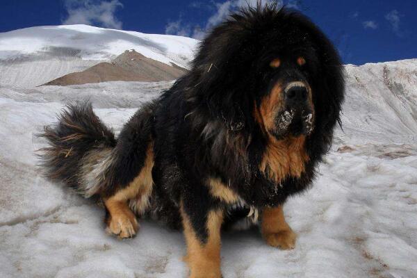 世界十大最危险猛犬排名，中国藏獒位列第一
