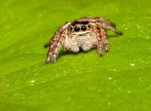 10大最常见的室内蜘蛛排名，第五种见到要躲开