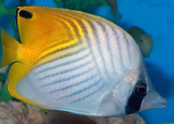 世界上10大最漂亮的热带鱼排名：颜值在线实力担当