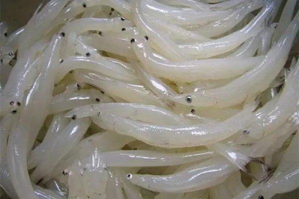 中国四大贵族鱼排名，太湖银鱼名列第一