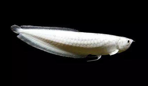 地球上10大最名贵的观赏鱼排名，雪龙鱼列居第一