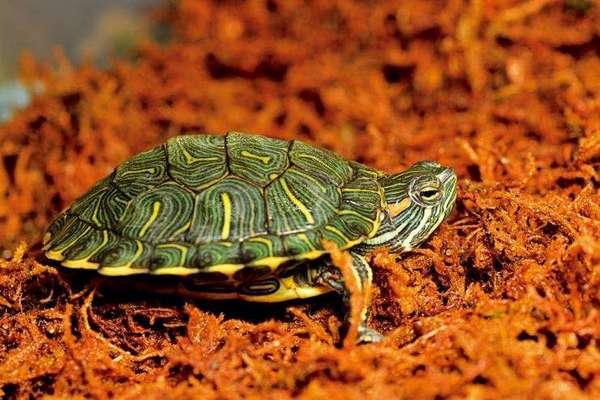地球上7大最有灵性的龟排名，巴西龟位列第一名