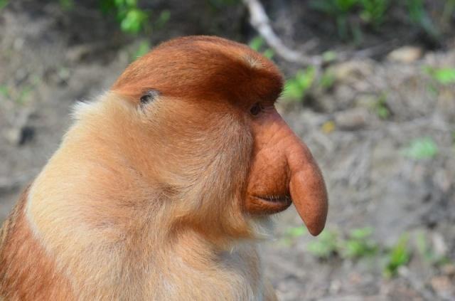 世界上鼻子奇特的十大动物排名：金丝猴和大象双双上榜
