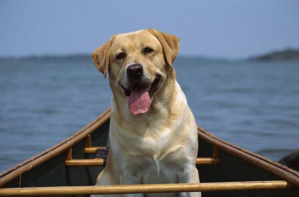 世界上5大最能吃的狗狗排名，阿拉斯加犬上榜