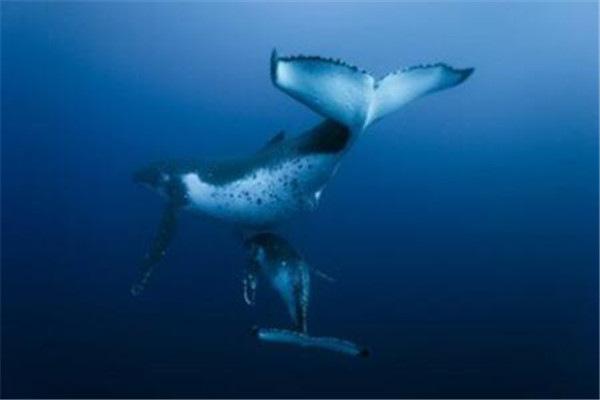 地球上10大深海鱼类排名：仿鲸科上榜，你认识几种？