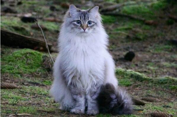 俄罗斯的猫品种大全排名， 俄罗斯八大名猫