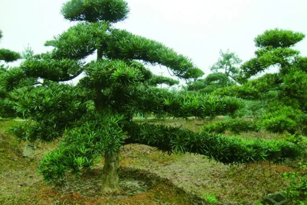 中国十大名树苗排名， 珍稀名贵树苗有哪些