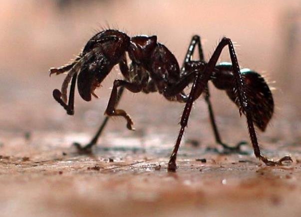 世界上最毒的蚂蚁排行榜，世界上最毒的蚂蚁是什么蚂蚁？