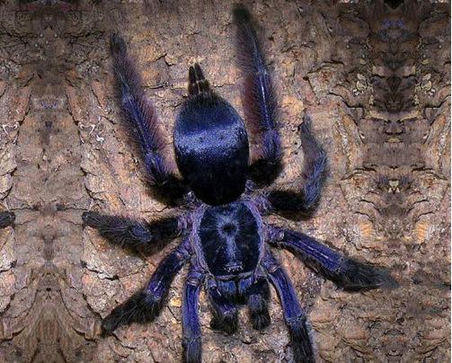 地球上10大巨型蜘蛛排名，你认识哪几种蜘蛛？