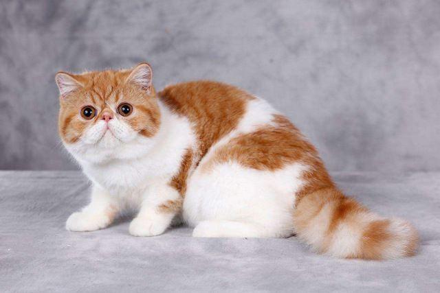 地球上10大最温顺的猫咪排名，你家的猫上榜了没？