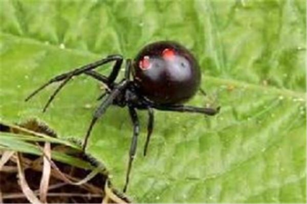世界十大恐怖毒虫排名，黑寡妇蜘蛛位列榜单第一