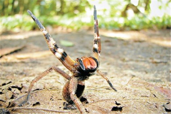 世界十大恐怖蜘蛛排名：黑寡妇蜘蛛第二，巴西漫游蜘蛛名列榜首